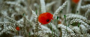 Preview wallpaper poppy, flower, wheat, ears, summer