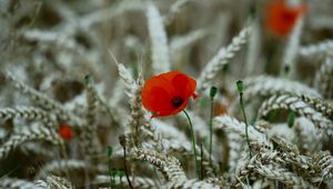 Preview wallpaper poppy, flower, wheat, ears, summer