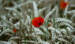 Preview wallpaper poppy, flower, wheat, ears, summer