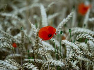 Preview wallpaper poppy, flower, wheat, ears, summer