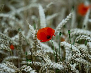 Preview wallpaper poppy, flower, wheat, ears, summer