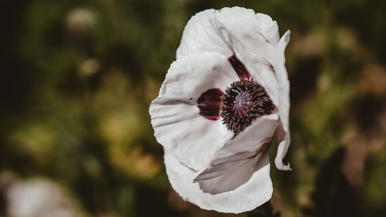Wallpaper poppy, flower, white, blur