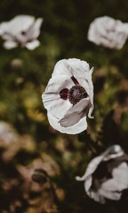 Preview wallpaper poppy, flower, white, blur