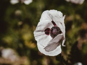 Preview wallpaper poppy, flower, white, blur