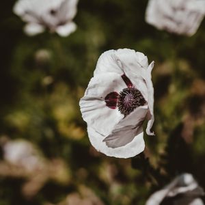 Preview wallpaper poppy, flower, white, blur