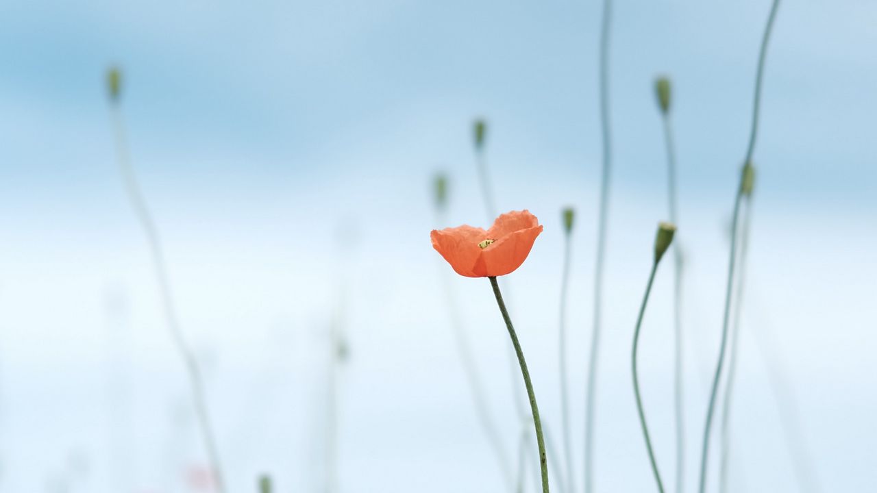 Wallpaper poppy, flower, wild, plant, bloom hd, picture, image