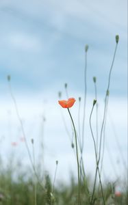 Preview wallpaper poppy, flower, wild, plant, bloom