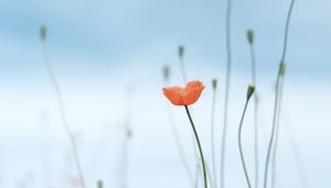 Preview wallpaper poppy, flower, wild, plant, bloom