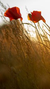 Preview wallpaper poppy, flower, wildflowers, grass