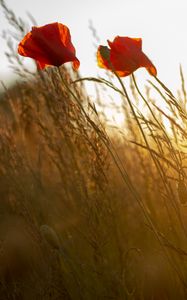 Preview wallpaper poppy, flower, wildflowers, grass