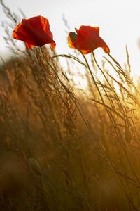 Preview wallpaper poppy, flower, wildflowers, grass