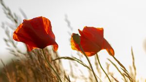 Preview wallpaper poppy, flower, wildflowers, grass