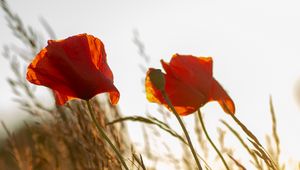 Preview wallpaper poppy, flower, wildflowers, grass