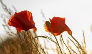 Preview wallpaper poppy, flower, wildflowers, grass