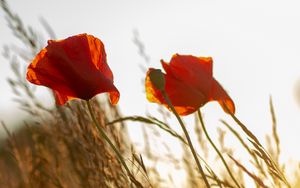 Preview wallpaper poppy, flower, wildflowers, grass