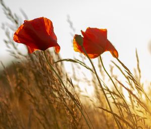 Preview wallpaper poppy, flower, wildflowers, grass