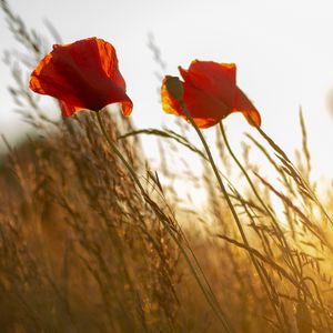 Preview wallpaper poppy, flower, wildflowers, grass