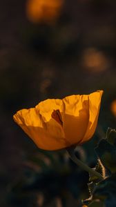 Preview wallpaper poppy, flower, yellow, flowering, plant