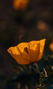 Preview wallpaper poppy, flower, yellow, flowering, plant