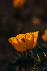 Preview wallpaper poppy, flower, yellow, flowering, plant