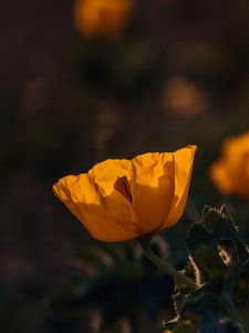 Preview wallpaper poppy, flower, yellow, flowering, plant