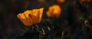Preview wallpaper poppy, flower, yellow, flowering, plant