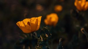 Preview wallpaper poppy, flower, yellow, flowering, plant