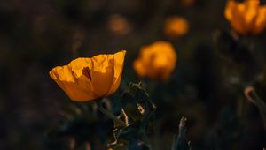 Preview wallpaper poppy, flower, yellow, flowering, plant