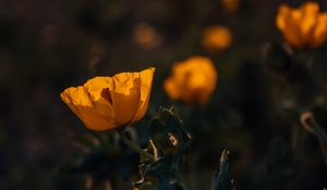 Preview wallpaper poppy, flower, yellow, flowering, plant