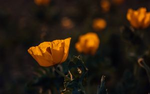 Preview wallpaper poppy, flower, yellow, flowering, plant