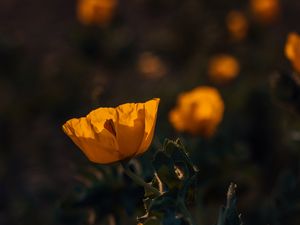 Preview wallpaper poppy, flower, yellow, flowering, plant