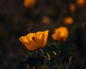Preview wallpaper poppy, flower, yellow, flowering, plant