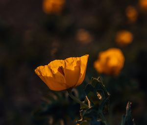 Preview wallpaper poppy, flower, yellow, flowering, plant