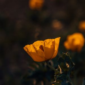 Preview wallpaper poppy, flower, yellow, flowering, plant