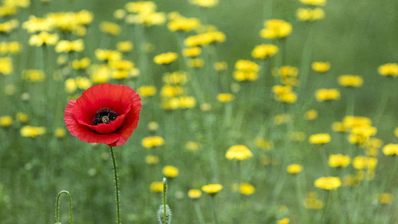 Wallpaper poppy, flowers, blur, macro