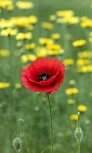 Preview wallpaper poppy, flowers, blur, macro