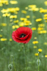 Preview wallpaper poppy, flowers, blur, macro