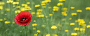 Preview wallpaper poppy, flowers, blur, macro