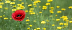 Preview wallpaper poppy, flowers, blur, macro