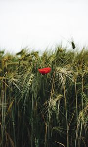 Preview wallpaper poppy, flowers, ears, wheat, grass