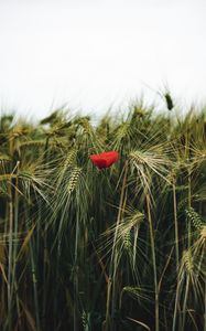 Preview wallpaper poppy, flowers, ears, wheat, grass