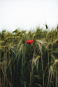 Preview wallpaper poppy, flowers, ears, wheat, grass