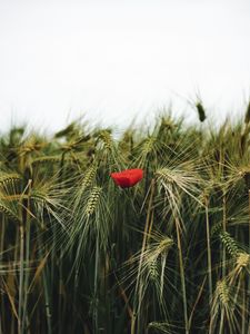 Preview wallpaper poppy, flowers, ears, wheat, grass
