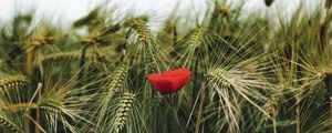 Preview wallpaper poppy, flowers, ears, wheat, grass