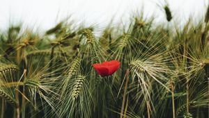 Preview wallpaper poppy, flowers, ears, wheat, grass