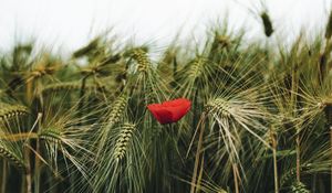 Preview wallpaper poppy, flowers, ears, wheat, grass