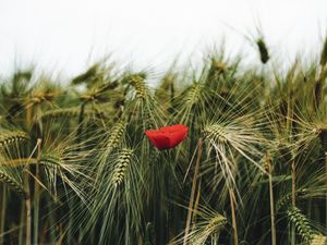 Preview wallpaper poppy, flowers, ears, wheat, grass