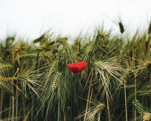 Preview wallpaper poppy, flowers, ears, wheat, grass