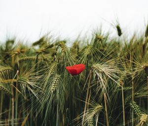 Preview wallpaper poppy, flowers, ears, wheat, grass