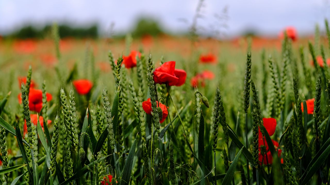 Wallpaper poppy, flowers, field, grass